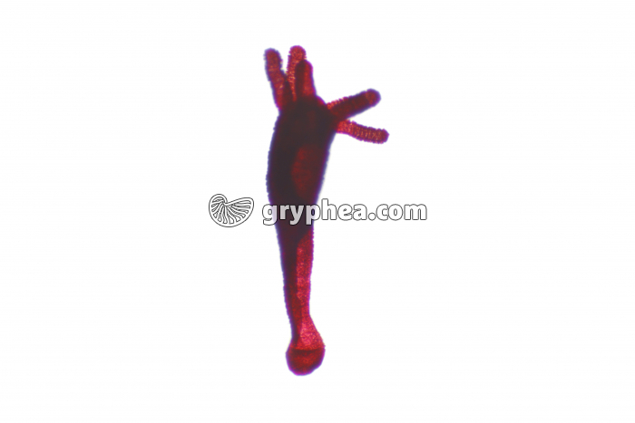 Hydre entière x7 - gryphea.org